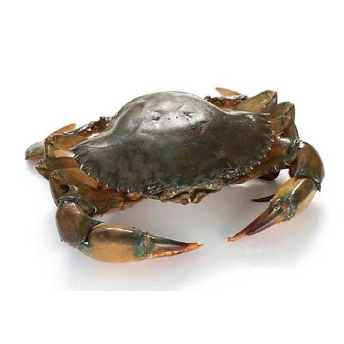 Seafood Crab Mangrove whole 300g +