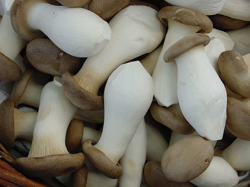 Mushroom King Oyster