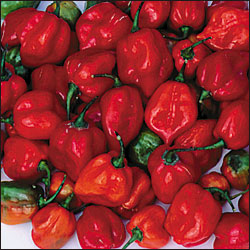 N.L Extra Hot Red Habenero