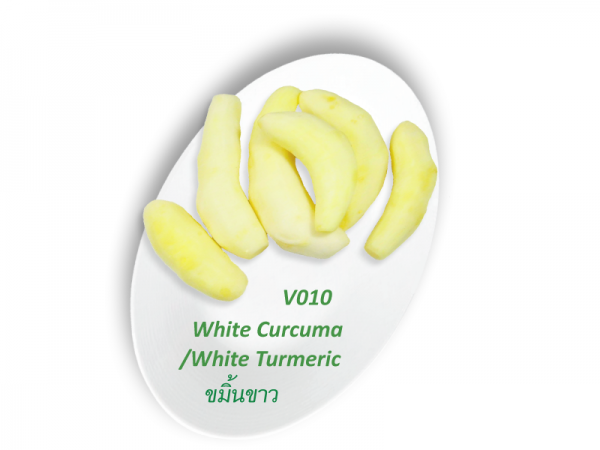 White Turmeric / ขมิ้นขาว