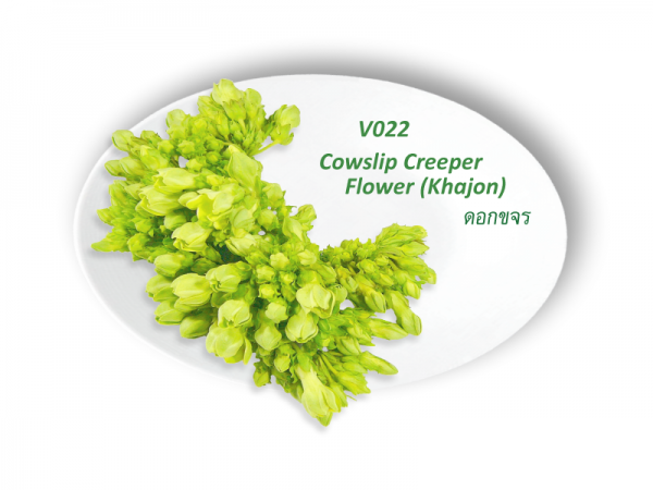 Cowlip Creeper Flower (Khajon) / ดอกขจร