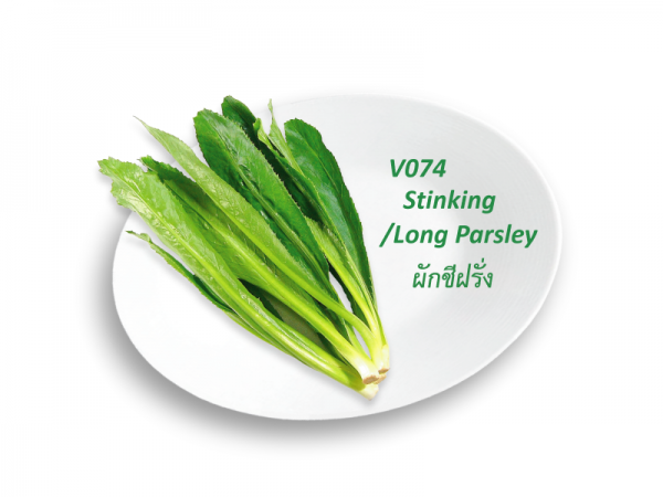 Stinking / Long Parsley / ผักชีฝรั่ง