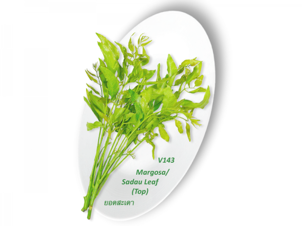 Margosa / Sadau Leaf (Top) / ยอดสะเดา