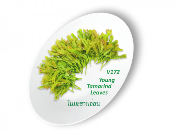 Young Tomarind Leaves / ใบมะขามอ่อน