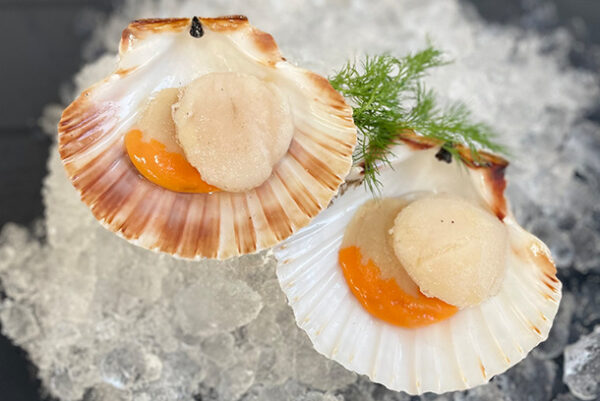 Scallop meat half shell