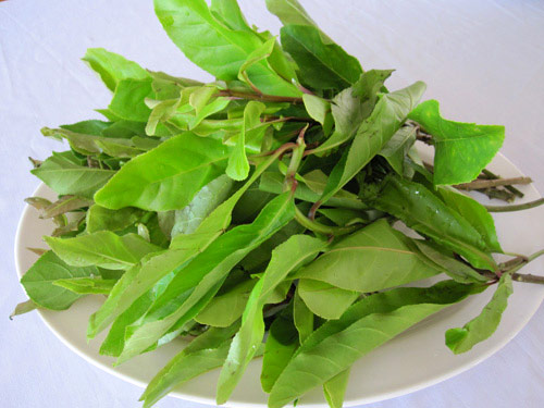 Giang leaf / La Giang